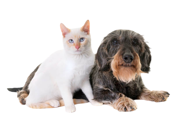 Senior Pet (1)